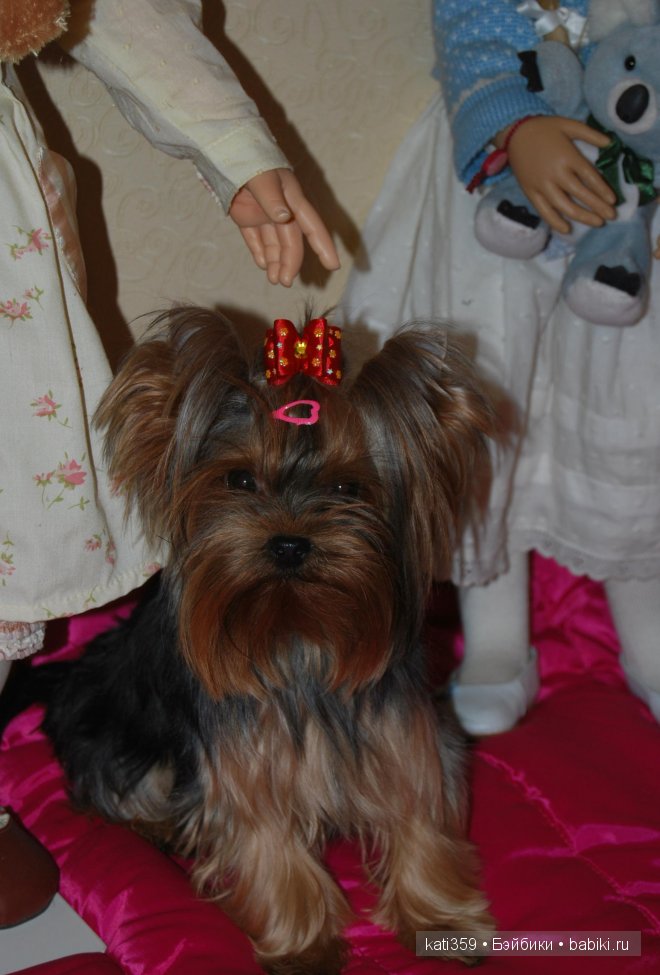 Мои куклята и любимые питомцы (фото 3)