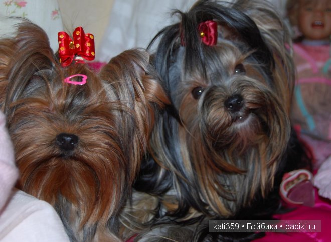 Мои куклята и любимые питомцы