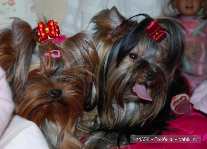 Мои куклята и любимые питомцы