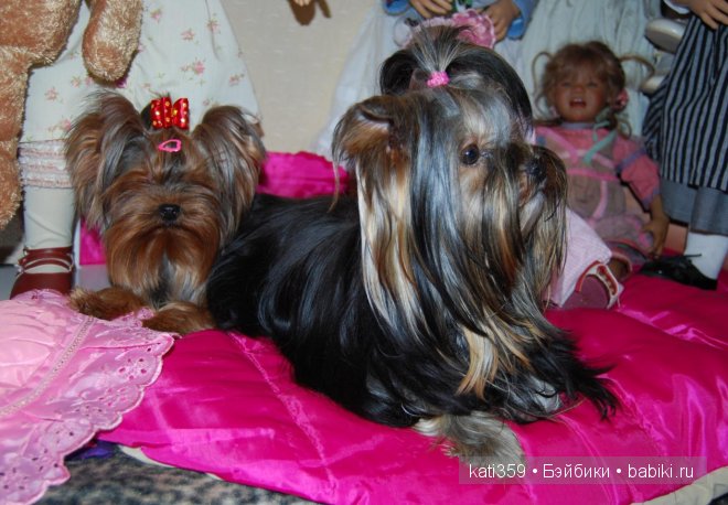 Мои куклята и любимые питомцы (фото 5)