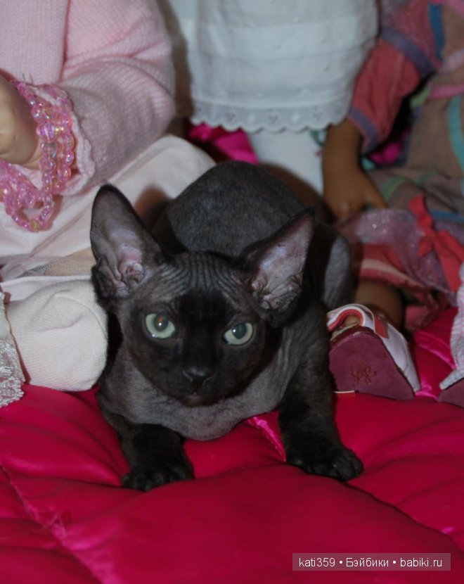 Мои куклята и любимые питомцы