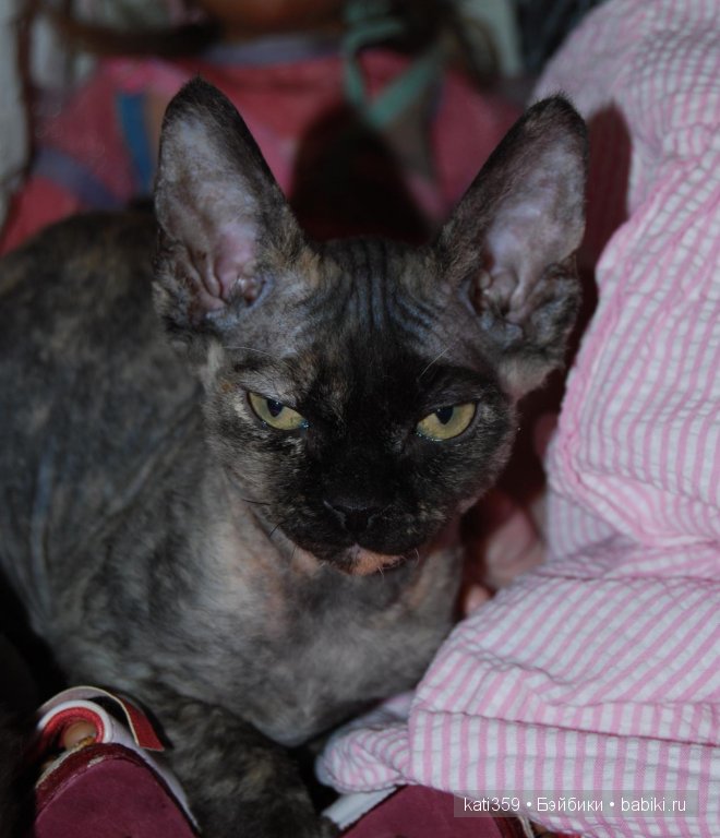 Мои куклята и любимые питомцы