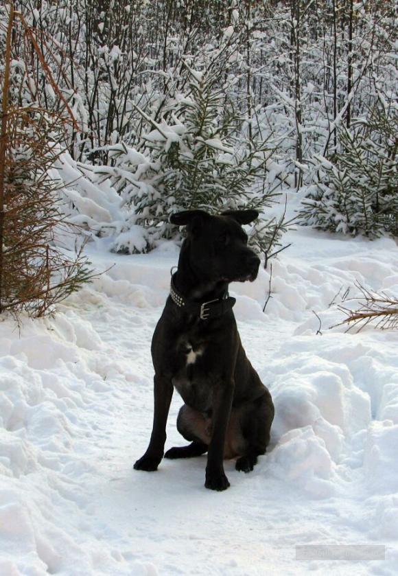 Снежная Сказка. Куклы Cabbage Patch Kids (фото 9)