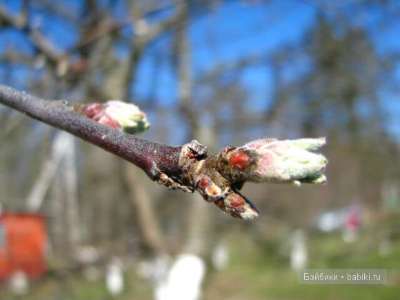 Как Капустята домового ловили. Сказка. Часть 1