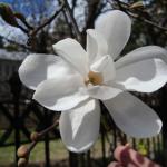 Весенний привет с Крымского полуострова