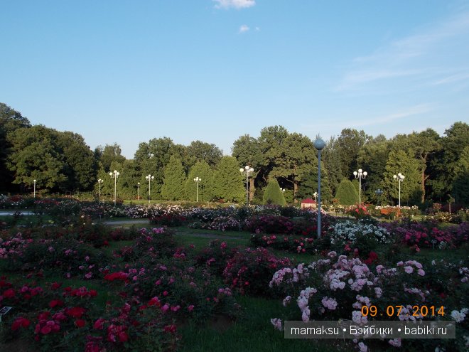 РОЗАРИЙ. РОЗАРИЙ.