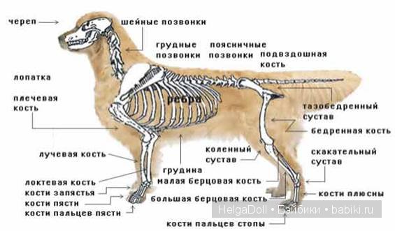 Сказки Вени