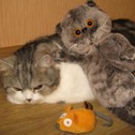 Кошки-мышки! Котик Басик