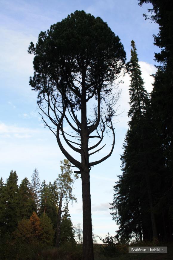 парк, Монрепо, Выборг