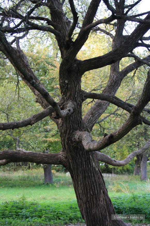 парк, Монрепо, Выборг