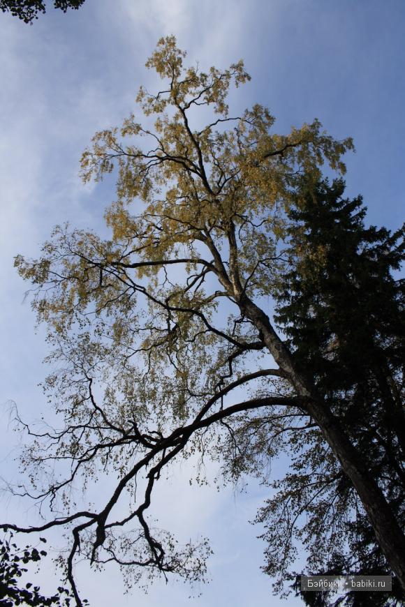 парк, Монрепо, Выборг