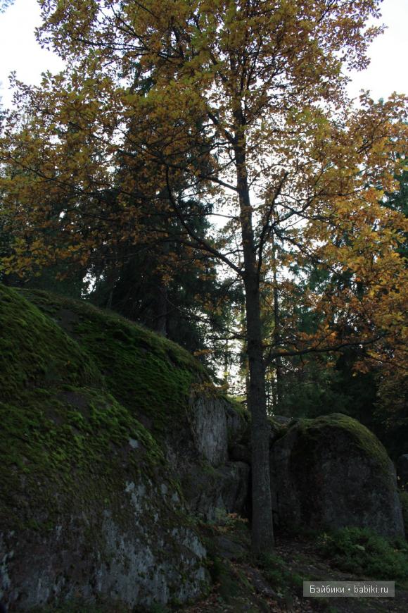 парк, Монрепо, Выборг