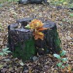 Прогулки  в парке Монрепо ( ...и на камнях растут деревья)