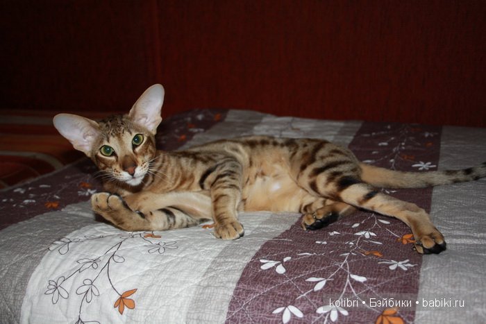 Меня зовут Луша. Lou от Nefer Kane (фото 7)