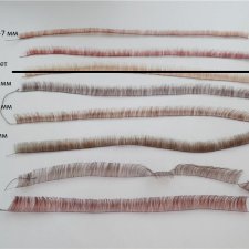 Ресницы натуральные 100% Human Hair. Германия.Производились для кукол Annette Himstedt.Не КИТАЙ!