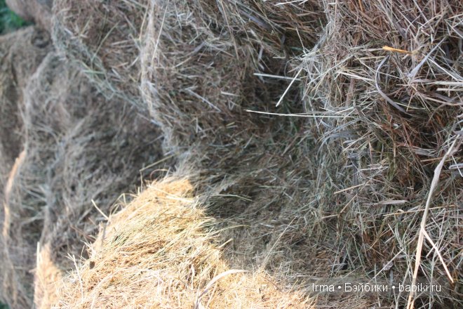 побег,zwergnase,Nicole Marschollek-Menzner