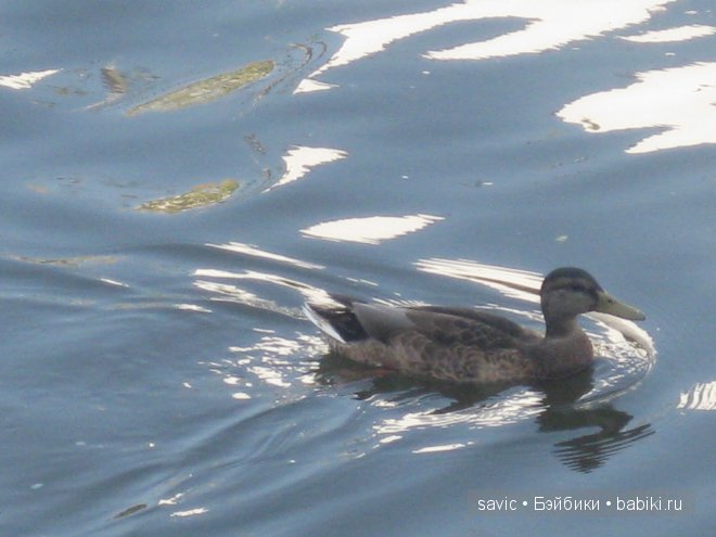 В Москве снова лето! Небольшая прогулка по любимым местам. Куклы Готц