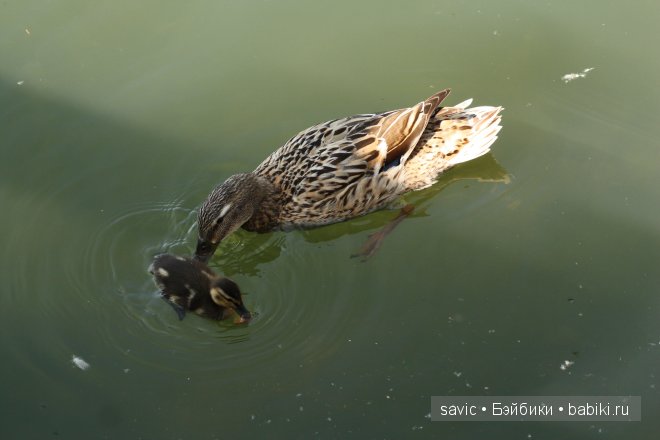 Наша летняя весна. Софиюшкина прогулка. Кукла София от Готц (фото 10)