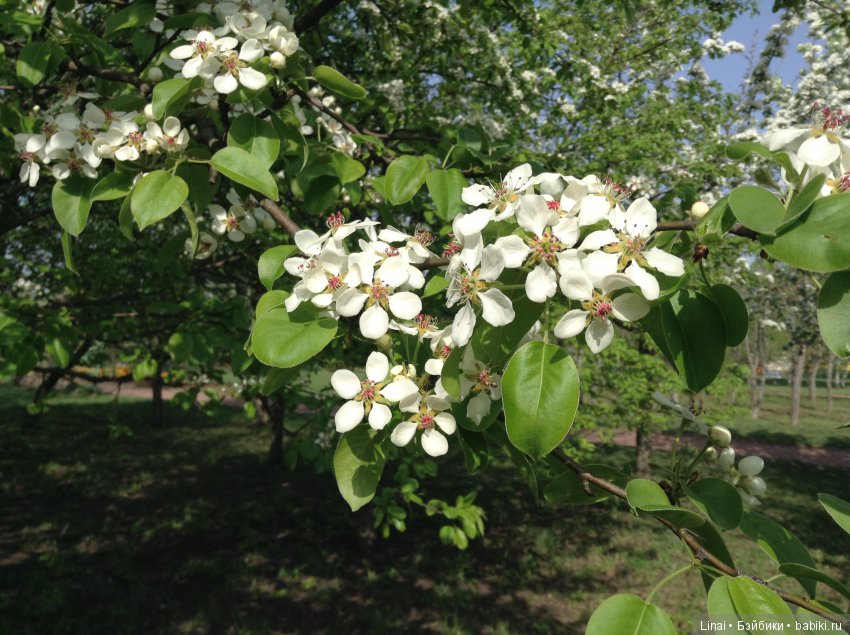 Почти лето или цветочное настроение паолочек