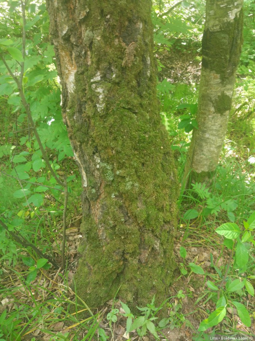 Солнечное утро для Милли, авторская текстильная кукла | Бэйбики Солнечное утро для Милли, авторская текстильная кукла (фото 7)