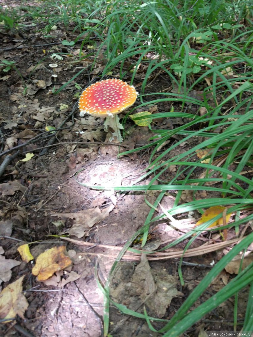 Солнечное утро для Милли, авторская текстильная кукла | Бэйбики Солнечное утро для Милли, авторская текстильная кукла (фото 8)