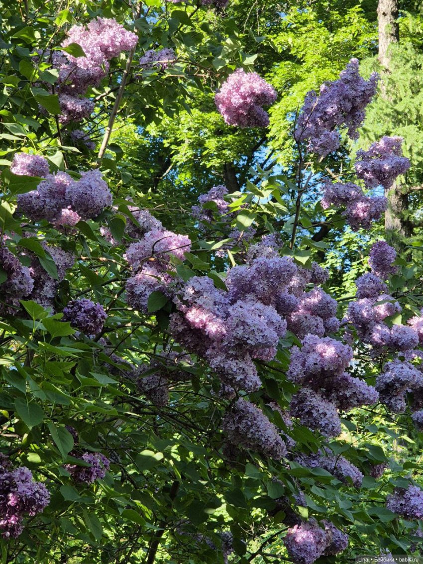 Буйство сирени в Аптекарском огороде