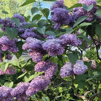 Буйство сирени в Аптекарском огороде