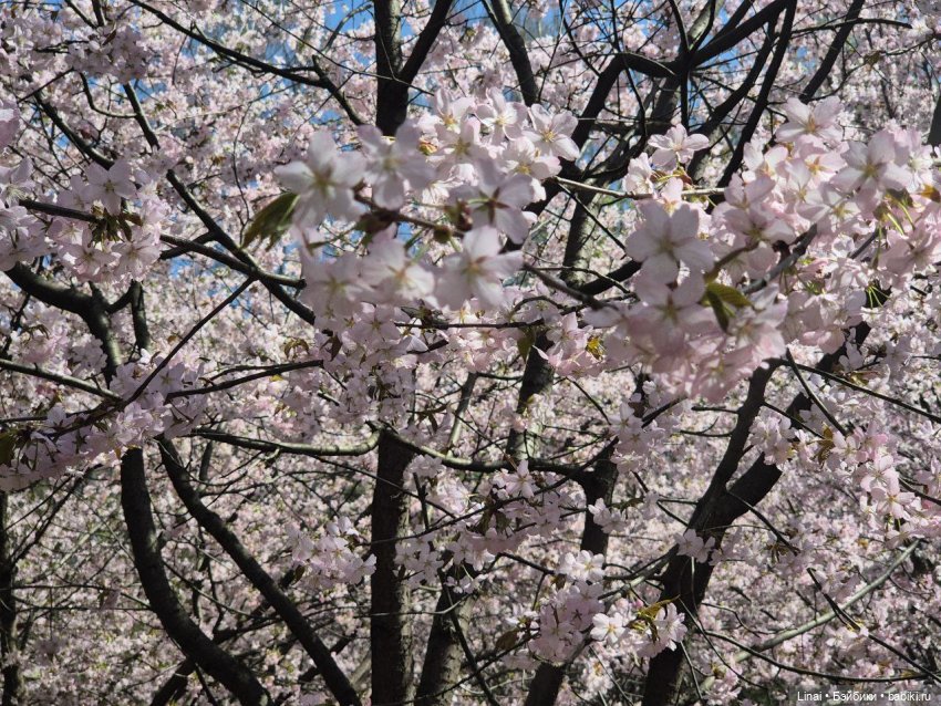 Как мы за сакурой ходили или Кимоно-пати (фото 2)