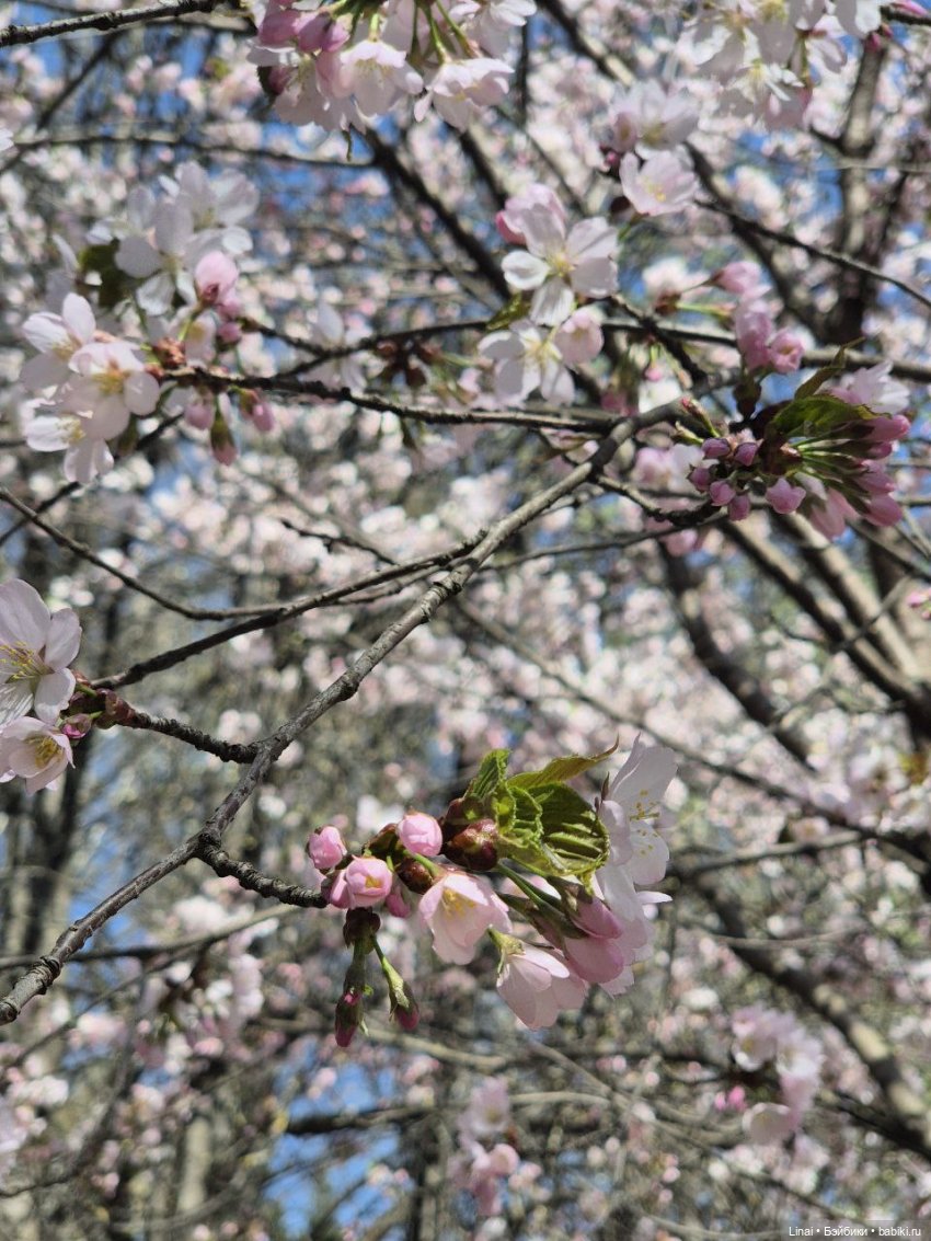 Как мы за сакурой ходили или Кимоно-пати (фото 3)