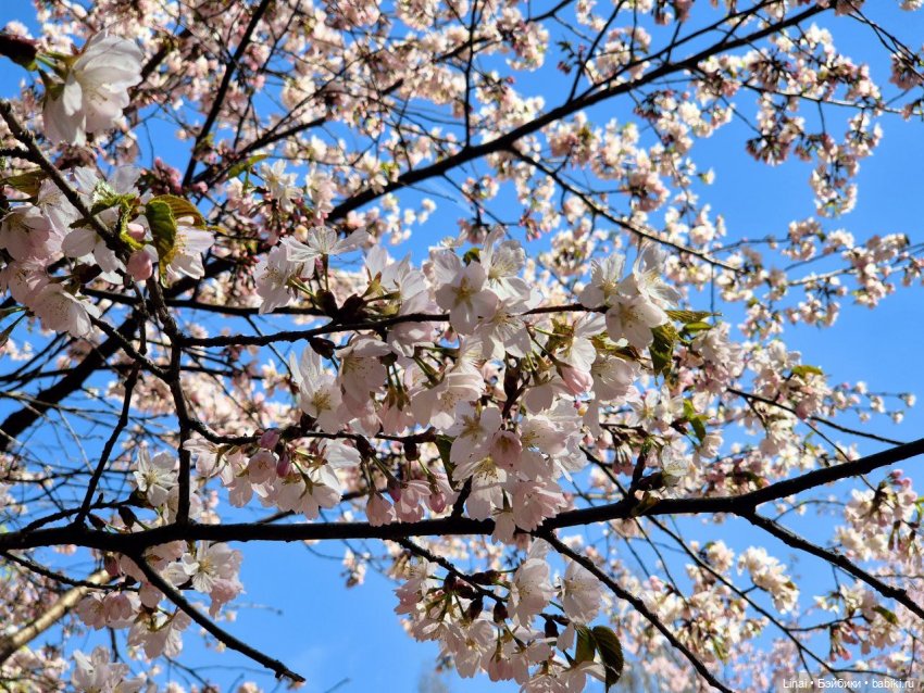 Как мы за сакурой ходили или Кимоно-пати (фото 4)