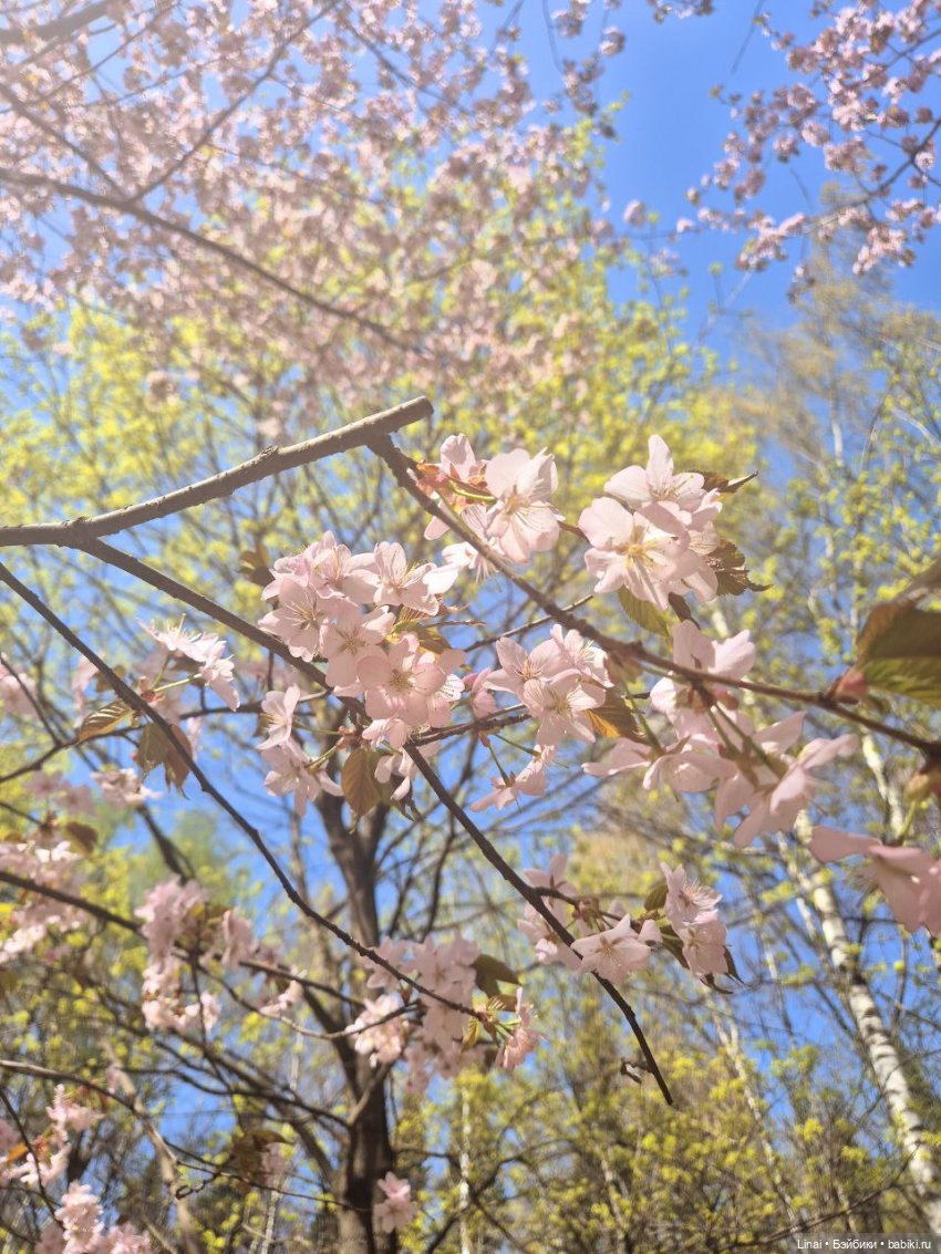 Как мы за сакурой ходили или Кимоно-пати (фото 5)