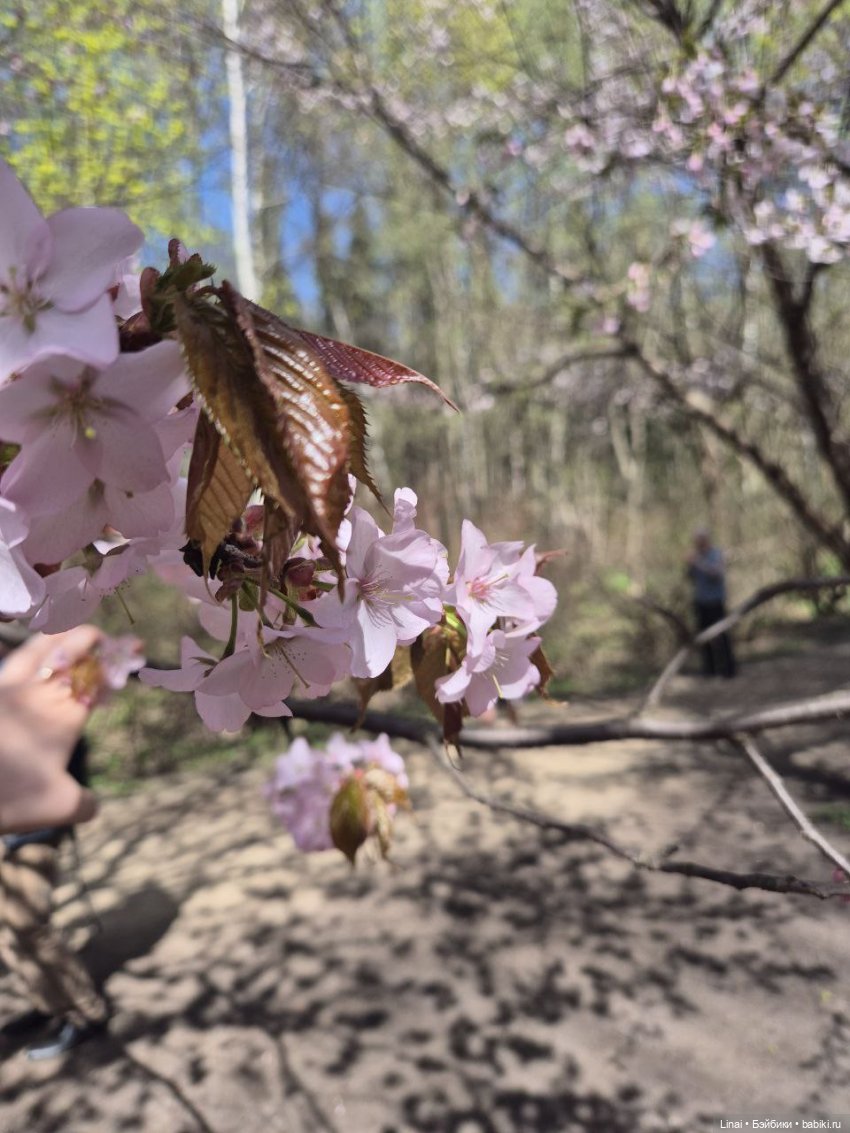 Как мы за сакурой ходили или Кимоно-пати (фото 9)