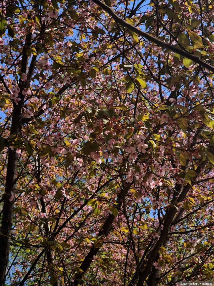 Как мы за сакурой ходили или Кимоно-пати