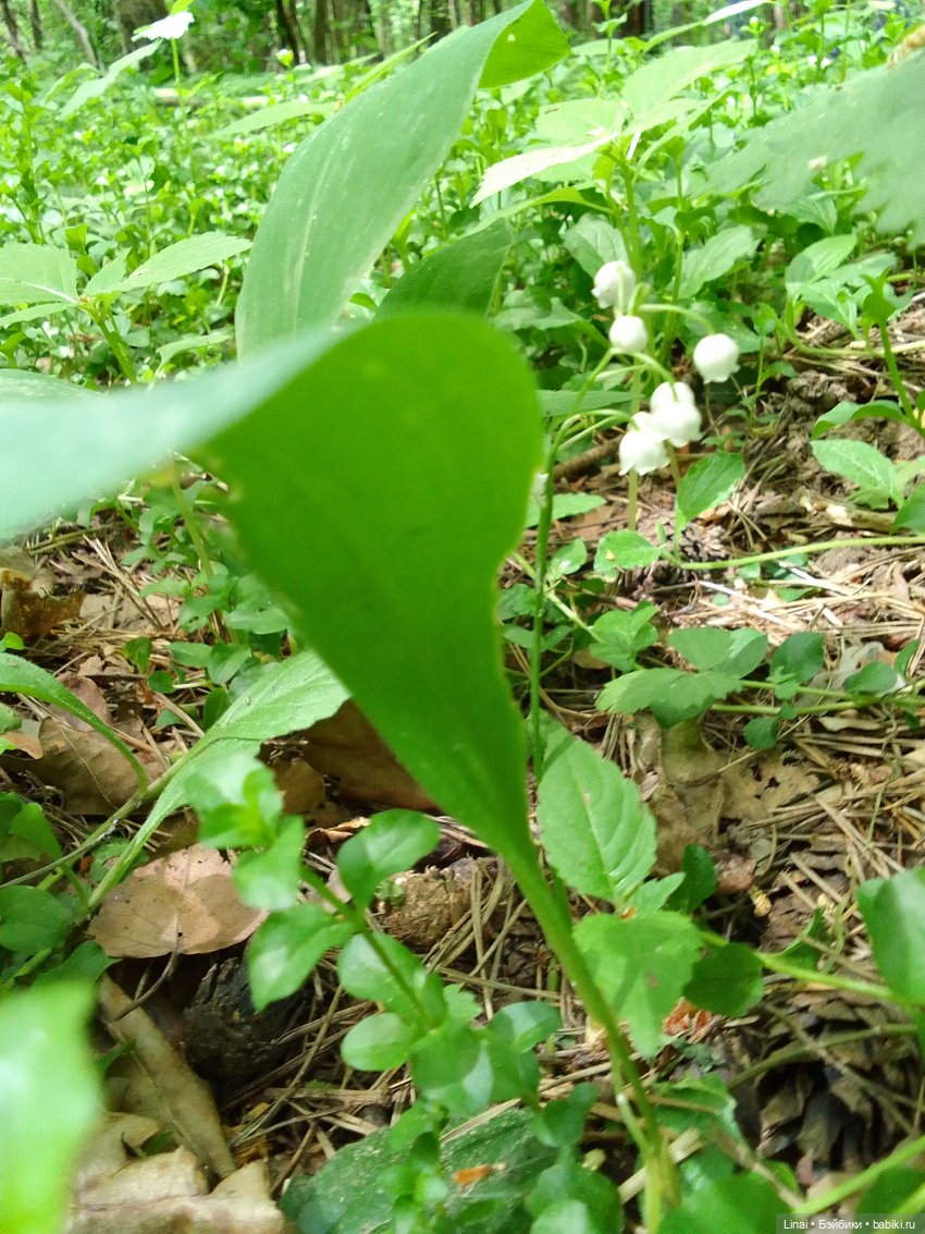 Любимый лес — Гибриды шарнирных кукол (не БЖД): подбор тела
