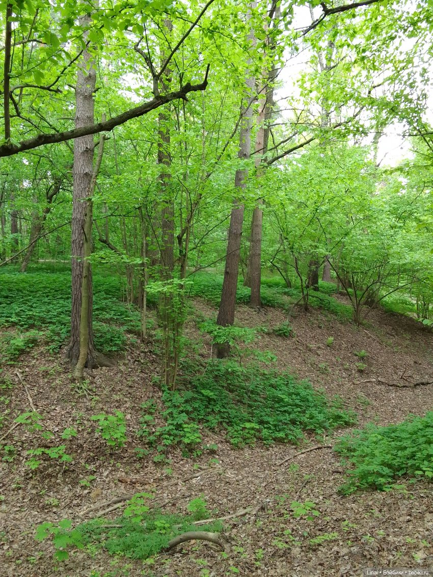 Любимый лес — Гибриды шарнирных кукол (не БЖД): подбор тела (фото 3)