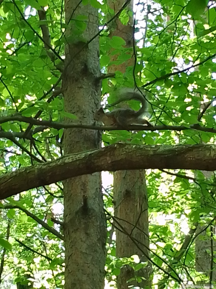 Любимый лес — Гибриды шарнирных кукол (не БЖД): подбор тела (фото 2)