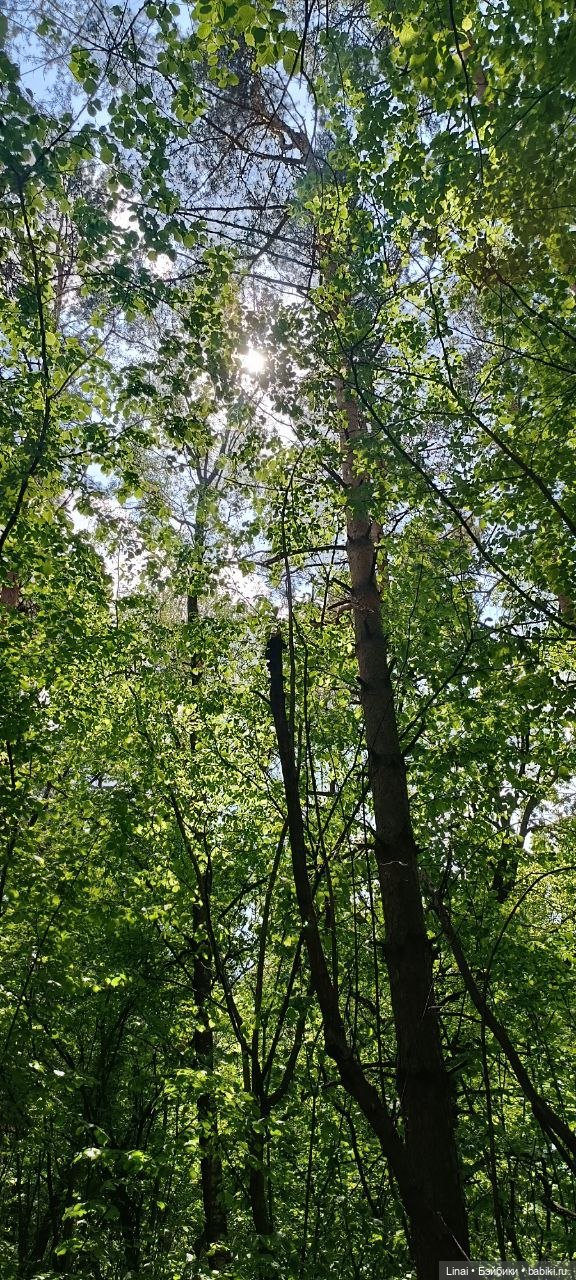 Любимый лес — Гибриды шарнирных кукол (не БЖД): подбор тела