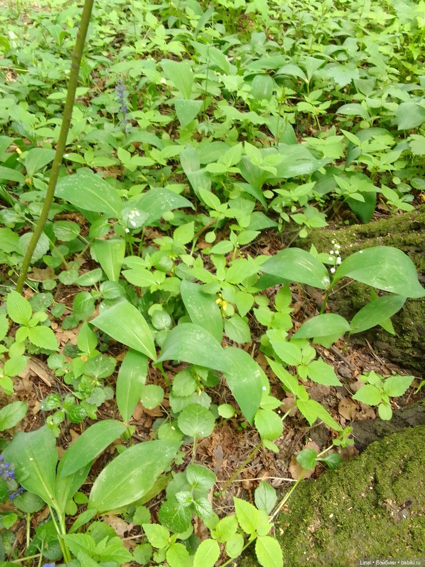Любимый лес — Гибриды шарнирных кукол (не БЖД): подбор тела