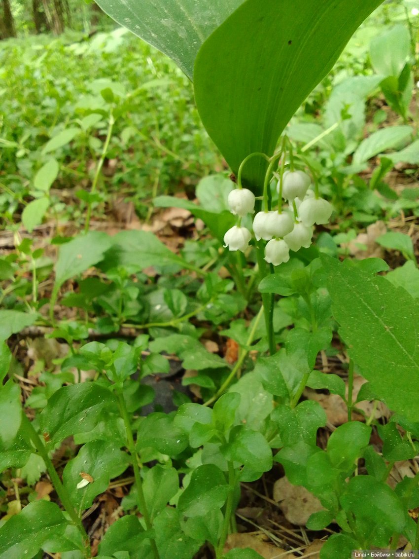 Любимый лес — Гибриды шарнирных кукол (не БЖД): подбор тела
