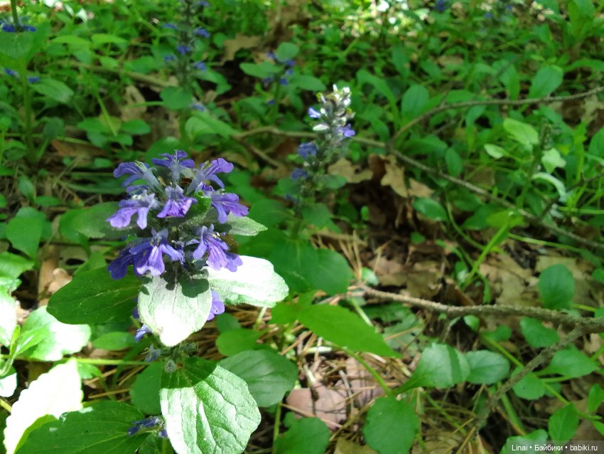 Любимый лес — Гибриды шарнирных кукол (не БЖД): подбор тела (фото 4)
