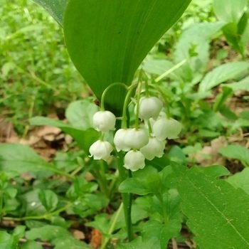 Любимый лес