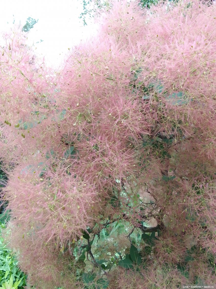 Волшебство Аптекарского огорода (фото 2)