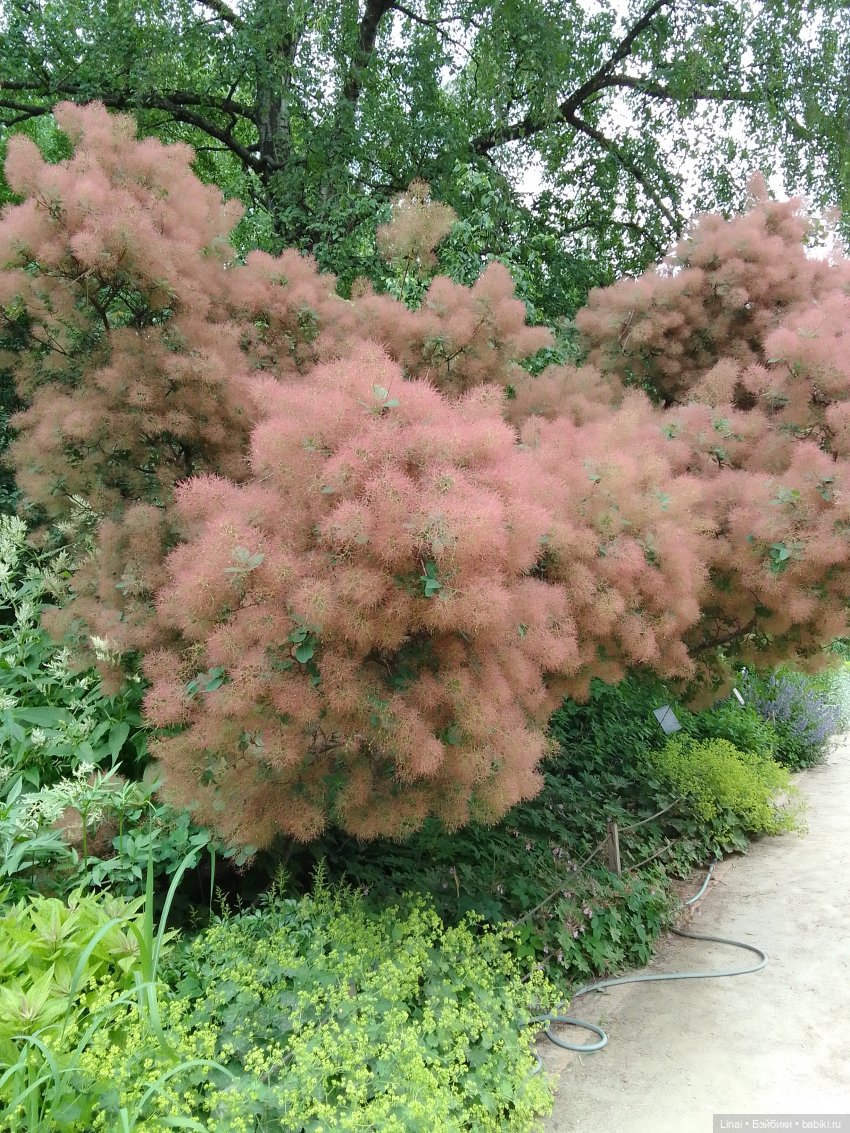Волшебство Аптекарского огорода