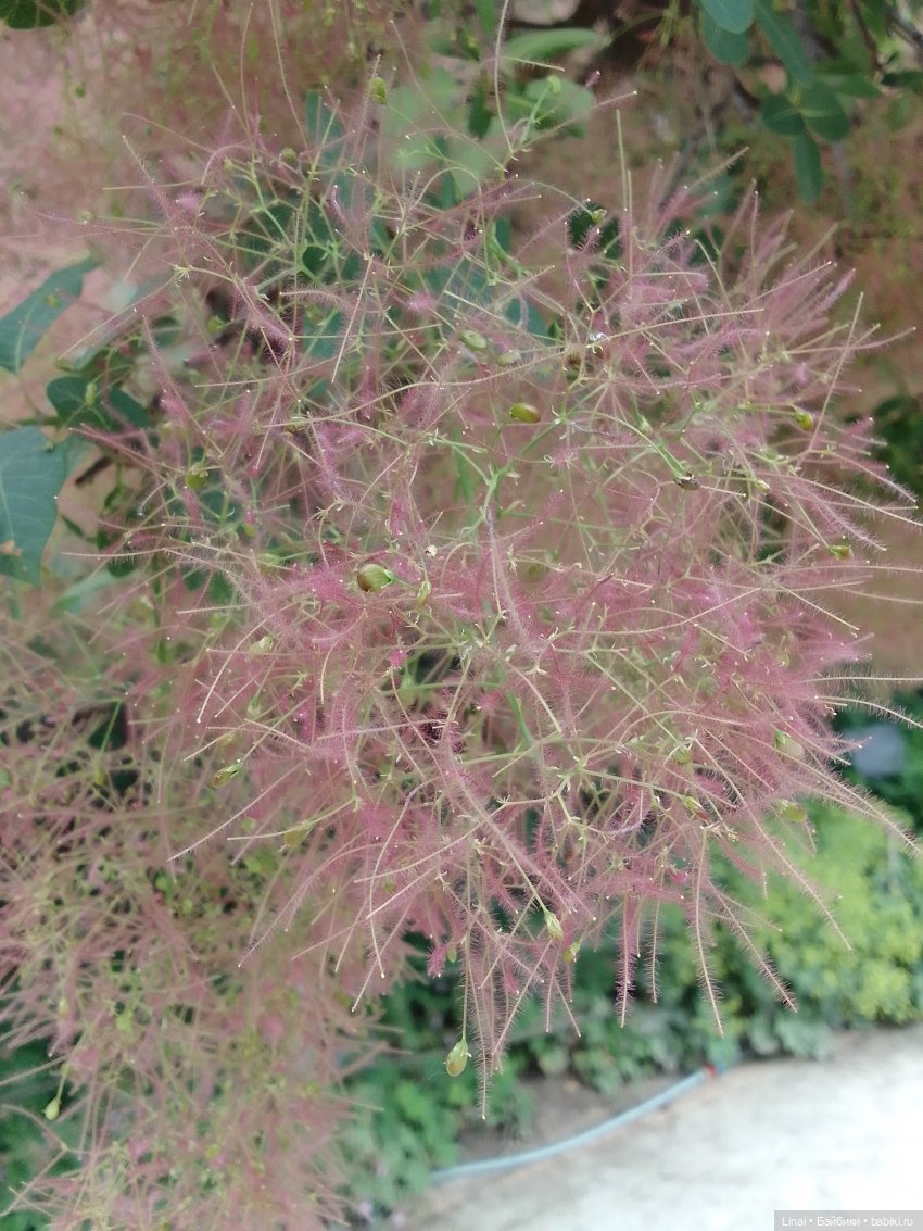 Волшебство Аптекарского огорода (фото 3)