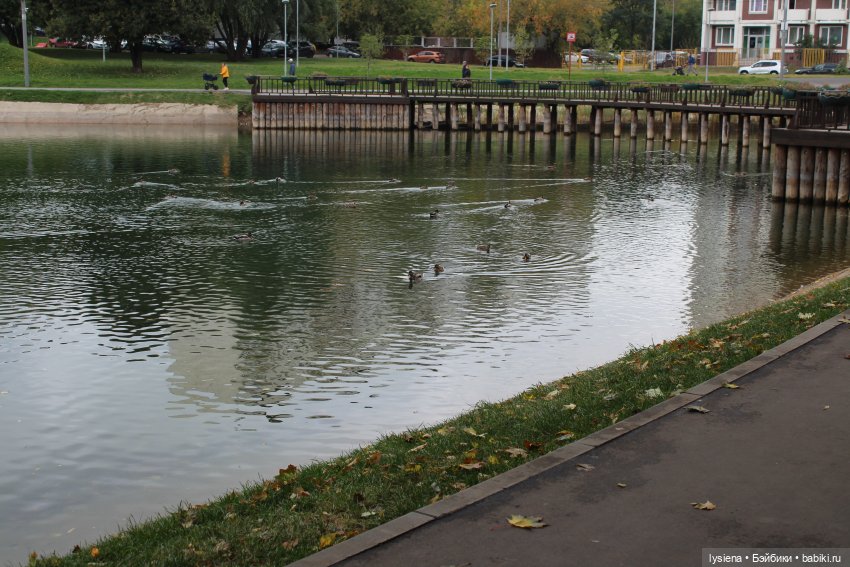 Осенний денек на Кировоградских прудах (фото 4)