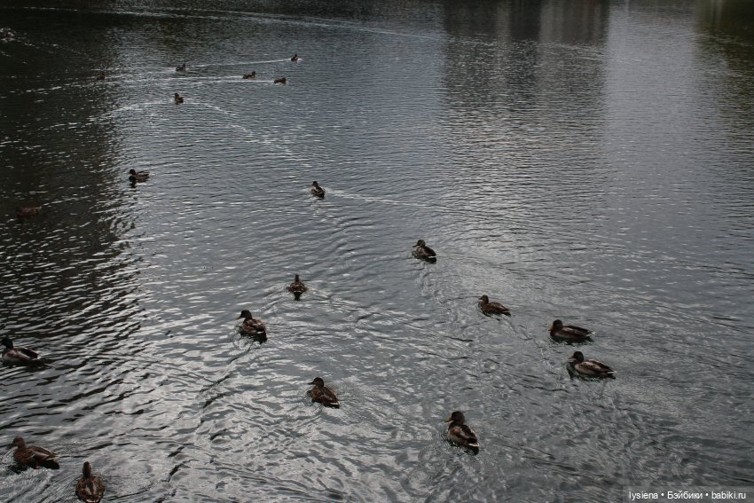 Осенний денек на Кировоградских прудах