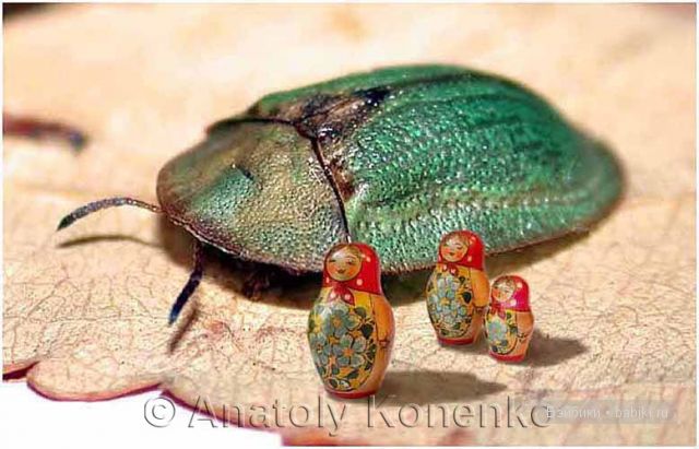 Анатолий Коненко