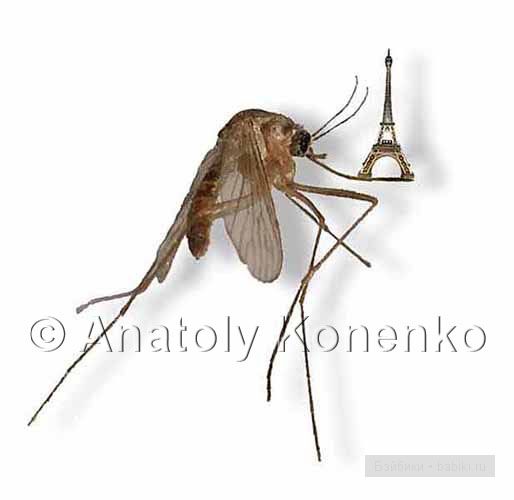 Анатолий Коненко