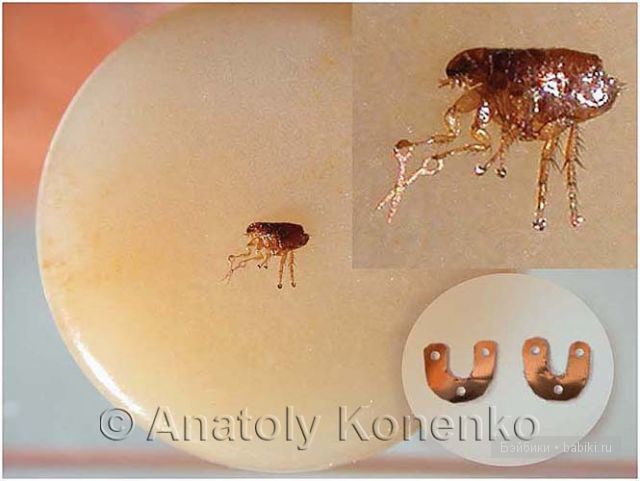 Анатолий Коненко