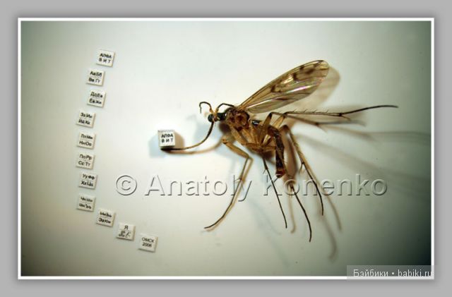 Анатолий Коненко